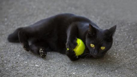 Playful Black Cat with a Tennis Ball wallpaper