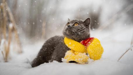 Cozy Cat Enjoying a Winter Wonderland wallpaper