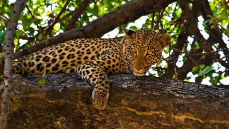 Majestic Leopard Resting on a Branch wallpaper