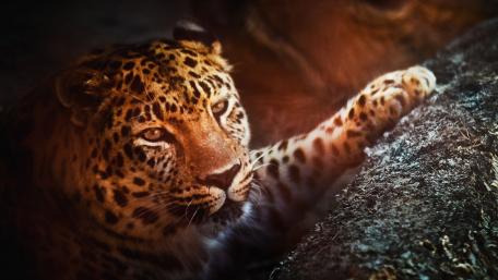 Majestic African Leopard Wallpaper wallpaper