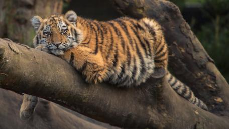 Majestic Tiger Relaxing on a Tree Branch wallpaper