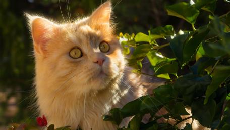 Golden Feline in Nature's Embrace wallpaper