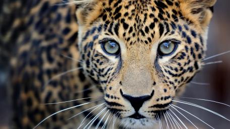 Majestic Leopard Staring Intently in Nature's Embrace wallpaper