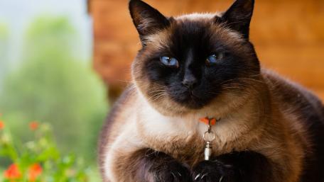 Siamese Cat Relaxing in Nature Scene wallpaper