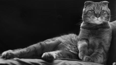 Elegant Monochrome Cat Portrait wallpaper