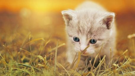 Curious Kitten Exploring Nature's Beauty wallpaper