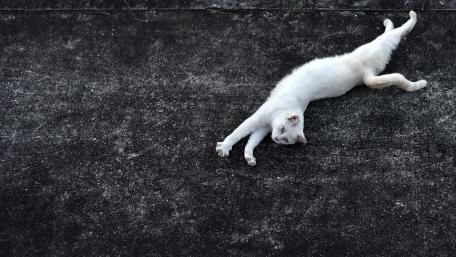Lazy Cat Relaxing on the Ground wallpaper