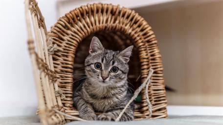 Curious Kitten in Cozy Hideaway wallpaper