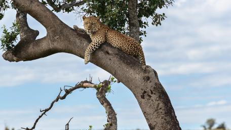 Majestic Leopard Relaxing in a Tree wallpaper