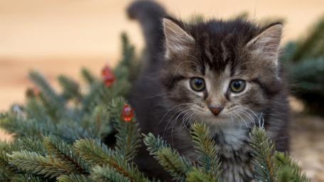Adorable Kitten Among Pine Branches wallpaper