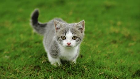 Playful Kitten on Lush Green Grass wallpaper