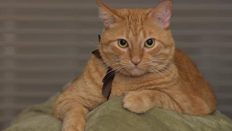 Charming Ginger Cat Relaxing on a Plush Surface wallpaper