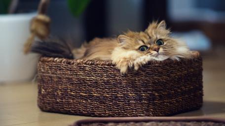 Cute Cat Relaxing in a Basket wallpaper