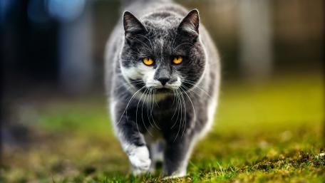Majestic Gray Cat in Motion wallpaper