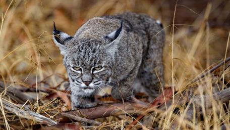 Lynx Stalking in Natural Habitat wallpaper