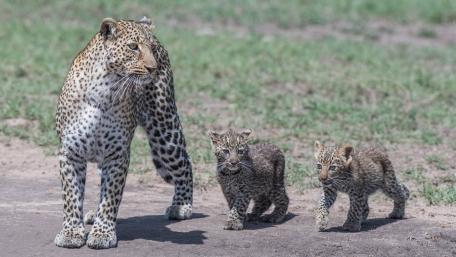 Majestic Leopard and Her Playful Cubs wallpaper