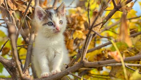 Playful Kitten Among Autumn Leaves wallpaper