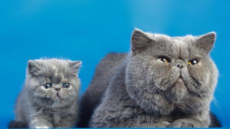 Adorable Persian Cats Together wallpaper
