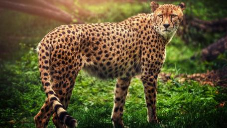 Majestic Cheetah in Its Natural Habitat wallpaper