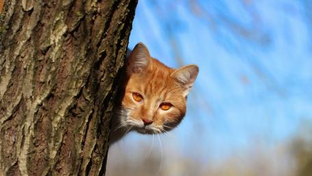 Curious Cat Peeking from Behind a Tree wallpaper
