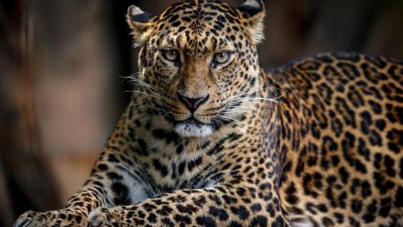 Majestic Leopard in Nature's Embrace wallpaper