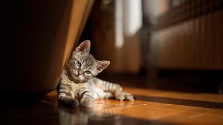 Charming Tabby Kitten Relaxing in Sunlight wallpaper