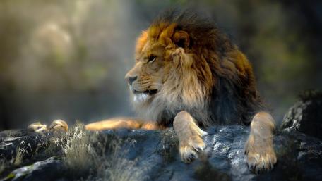 Majestic Lion in Serene Landscape wallpaper