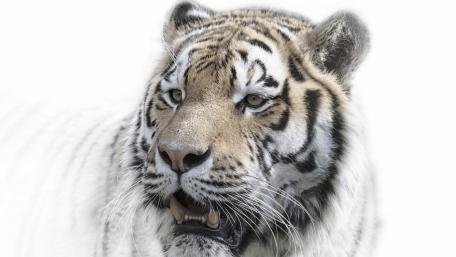 Majestic White Tiger Portrait wallpaper