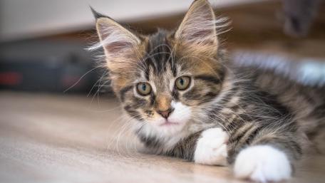 Adorable Maine Coon Kitten Relaxing on the Floor wallpaper