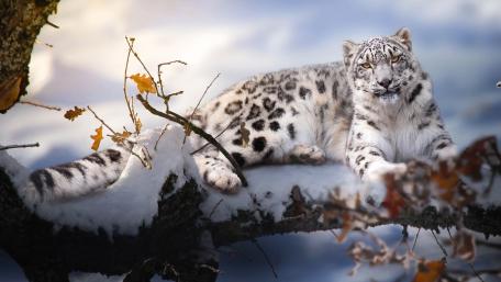 Majestic Snow Leopard in Winter Wonderland wallpaper
