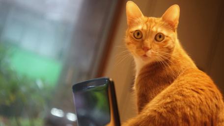 Curious Ginger Cat in Soft Light wallpaper