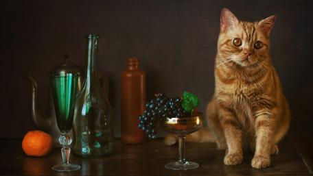 Charming Cat Amidst Vintage Tableware wallpaper