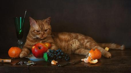 Whimsical Cat Surrounded by Fruits and Curiosities wallpaper