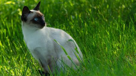 Elegant Siamese Cat in Lush Green Grass wallpaper