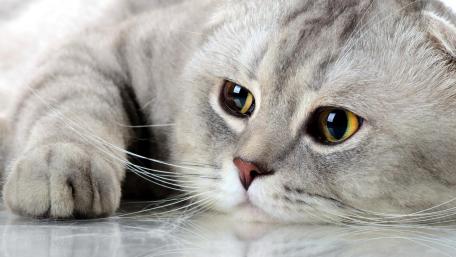 Cute Cat Lying Down with Big Eyes wallpaper