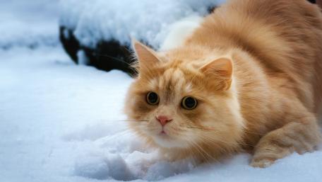 Fluffy Cat Exploring a Winter Wonderland wallpaper