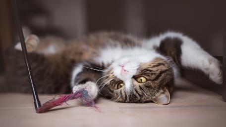 Playful Cat Enjoying Its Daytime Adventure wallpaper