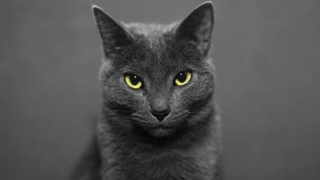 Mysterious Black Cat with Striking Yellow Eyes wallpaper