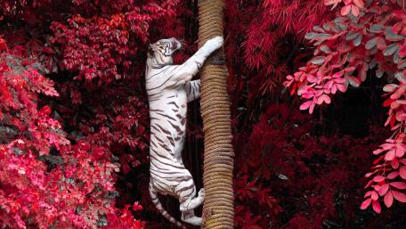 Majestic White Tiger Among Red Foliage wallpaper