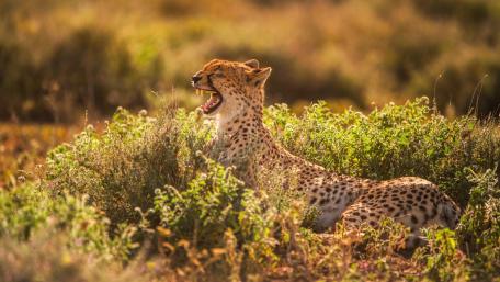 Graceful Cheetah in the Wild Dance wallpaper