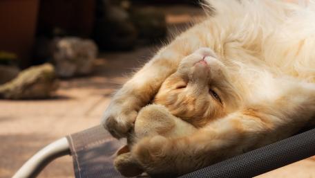 Cozy Orange Cat Relaxing in the Sunlight wallpaper