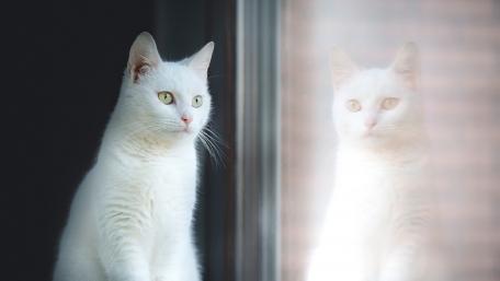 Whiskered Wonder Gazing at the World Outside wallpaper