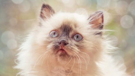 Fluffy Blue-Eyed Kitten Wallpaper wallpaper