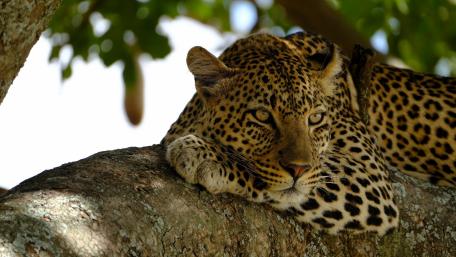 Majestic Leopard Resting in the Tree Branches wallpaper