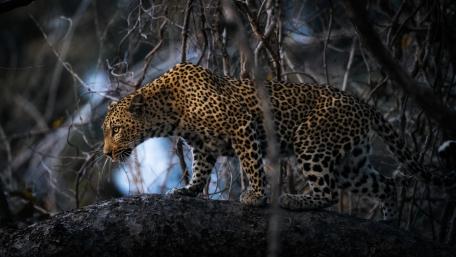 Majestic Leopard in the Wild Forest Scene wallpaper