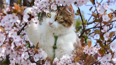 Charming Cat Among Blossoms wallpaper
