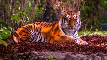 Majestic Tiger in a Lush Habitat wallpaper