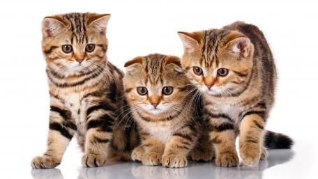 Adorable Trio of Playful Kittens wallpaper