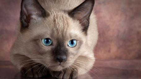 Playful Siamese Cat with Striking Blue Eyes wallpaper