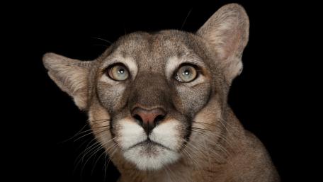 Majestic Puma Portrait with Intense Gaze wallpaper